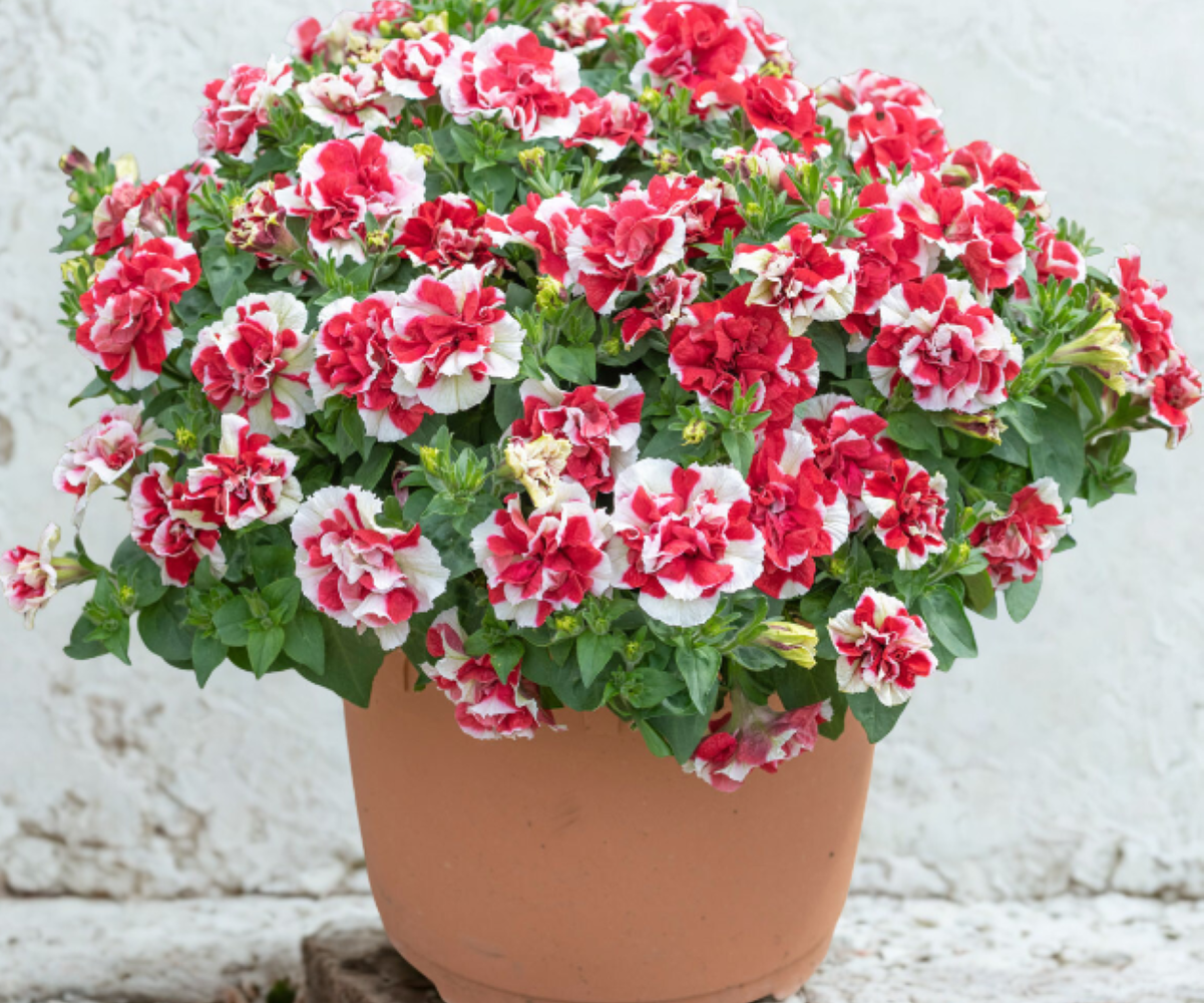 Tumbelina Cherry Riple