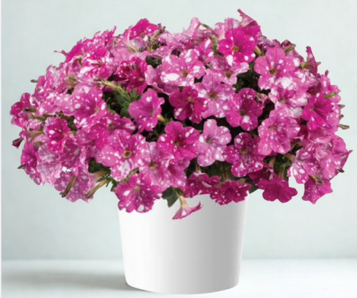 Atkinsiana Rumba Rose 