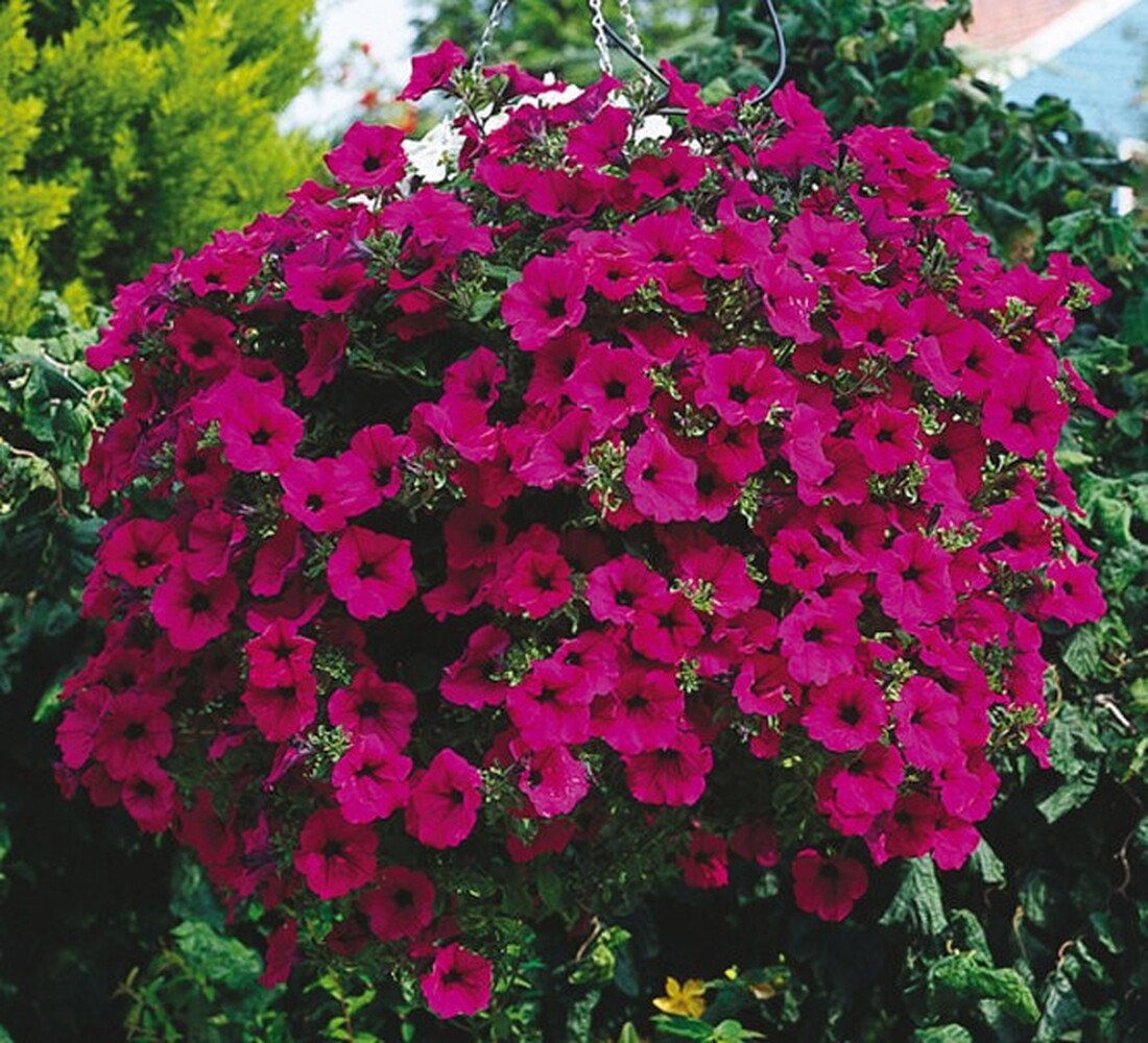 Surfinia Giant Purple - висяща саксия