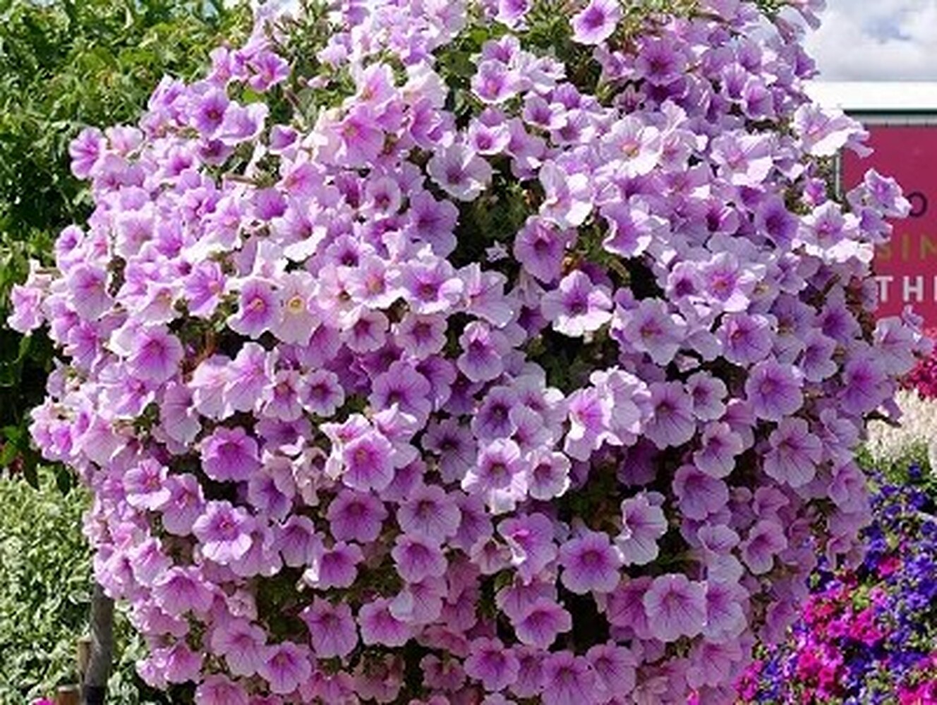 Surfinia Sweet Pink - висяща саксия 