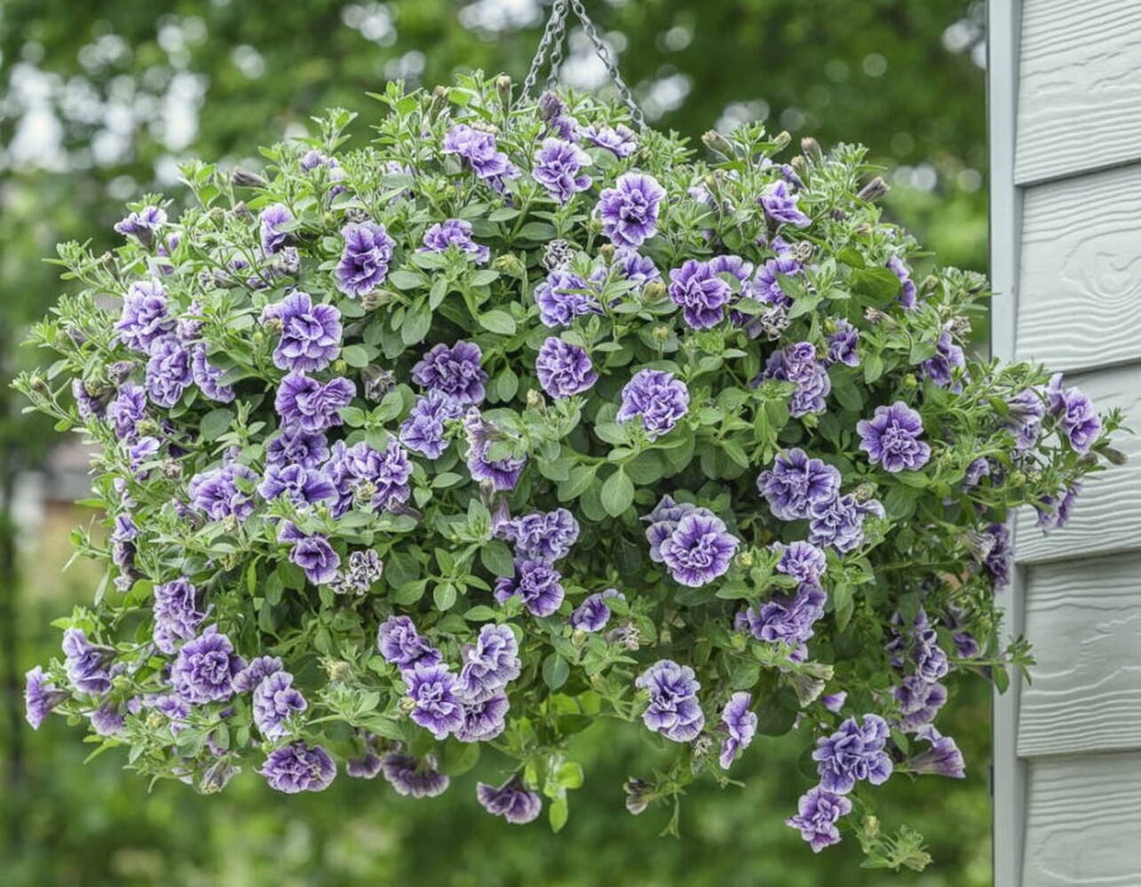 Tumbelina Pricilla Pro - висяща саксия 