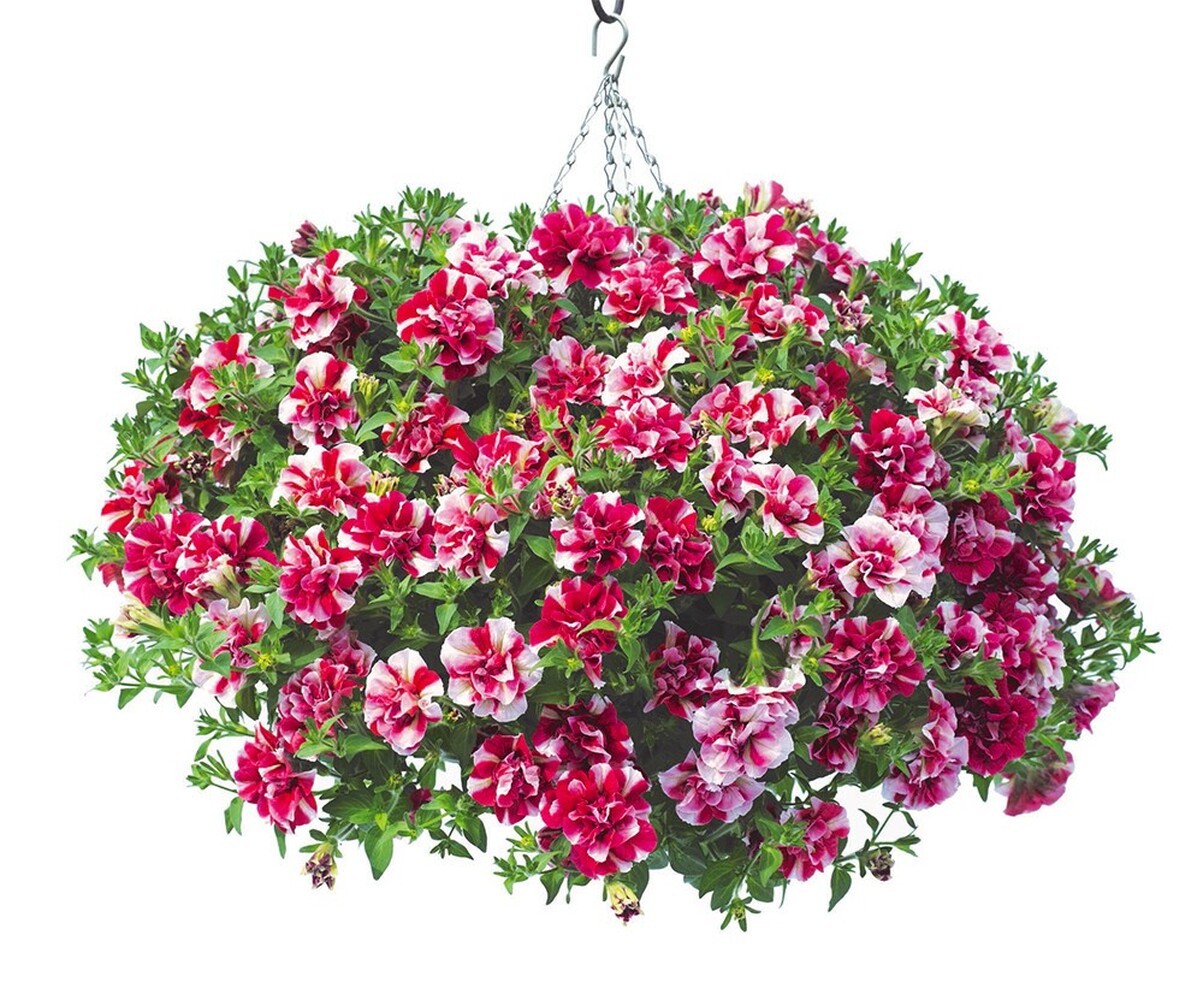 Tumbelina Cherry Riple - висяща саксия 