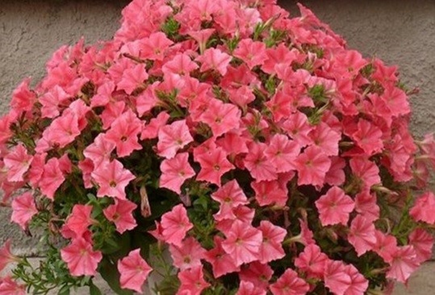 Atkinsiana Salmon - висяща саксия 