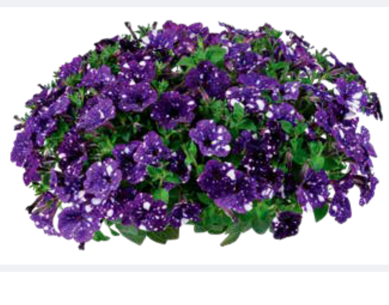 Atkinsiana Bolero Blue - висяща саксия