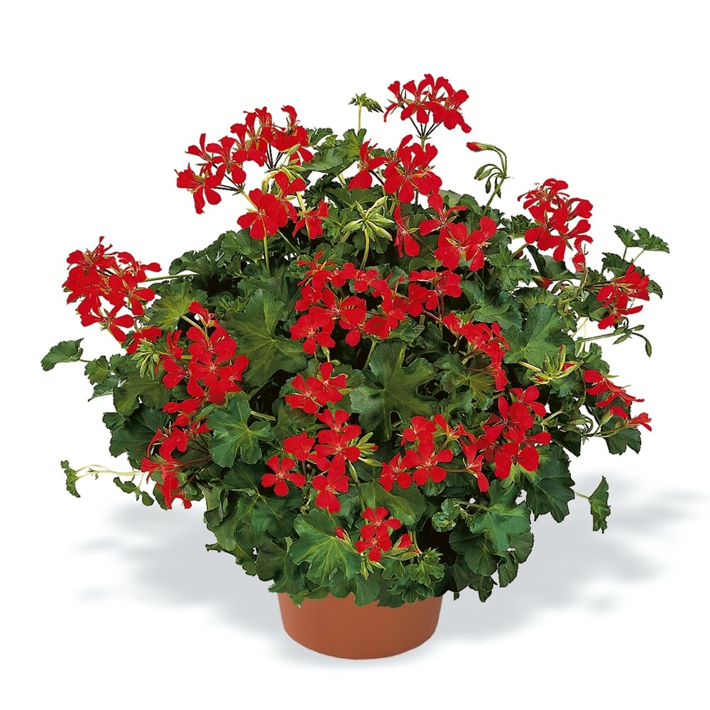 Pelargonium Peltatum Decora Rot DUBLE STICK