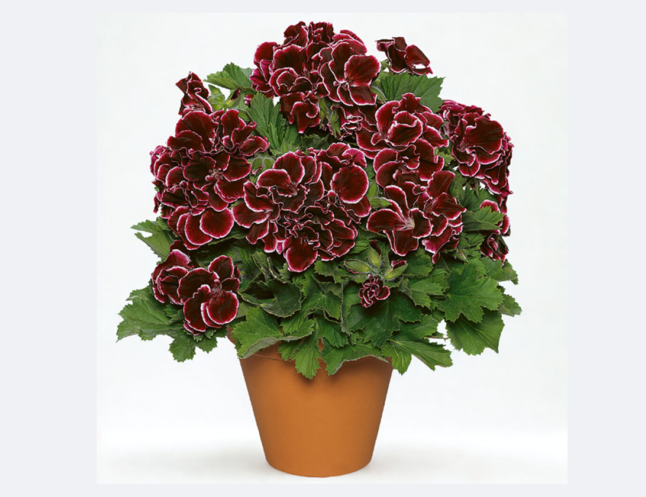 Pelargonium gr. Aristo Black Beauty