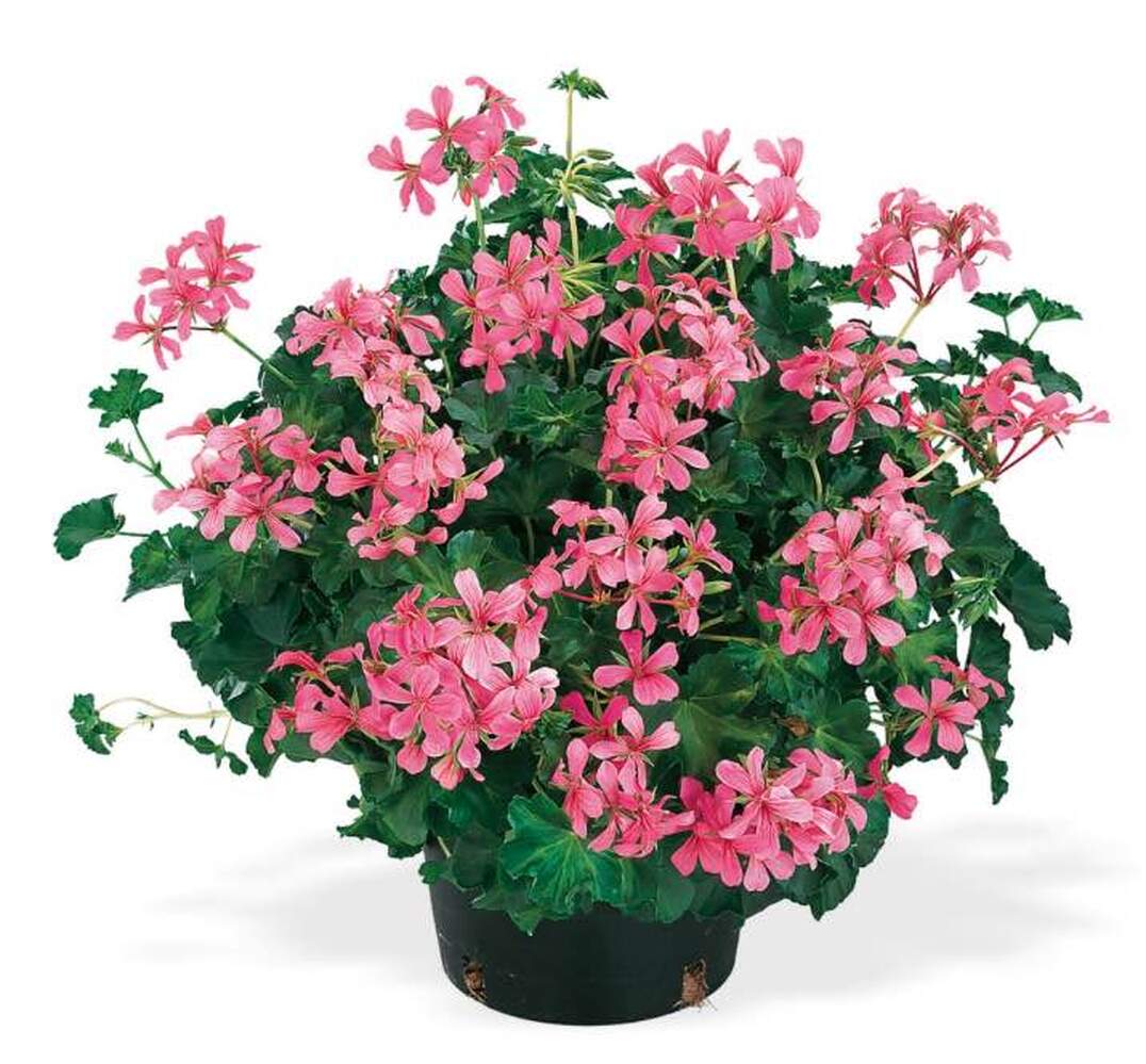Pelargonium Peltatum Decora Rosa DUBLE STICK