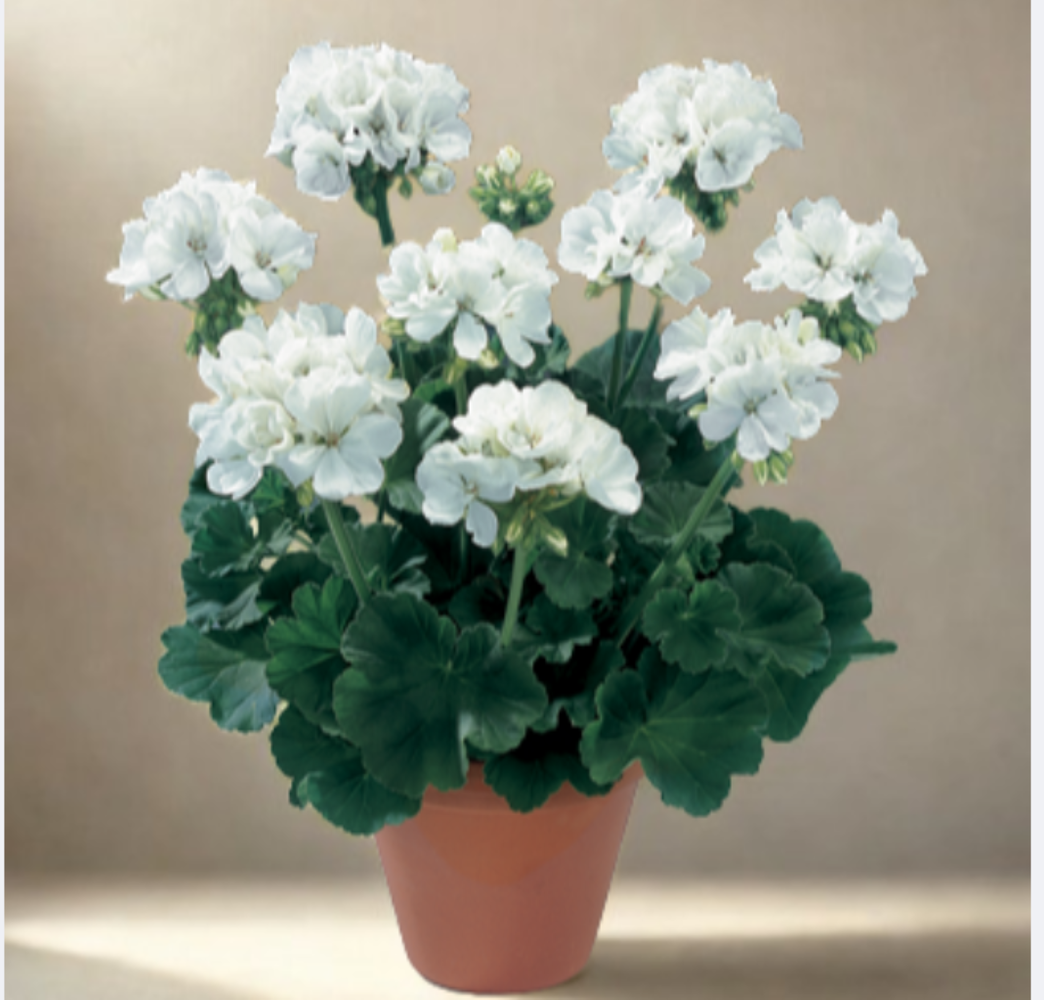 Pelargonium zonale Quality line- Iceberg