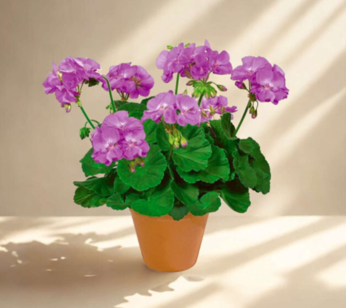 Pelargonium zonale Quality line- Blue Wonder