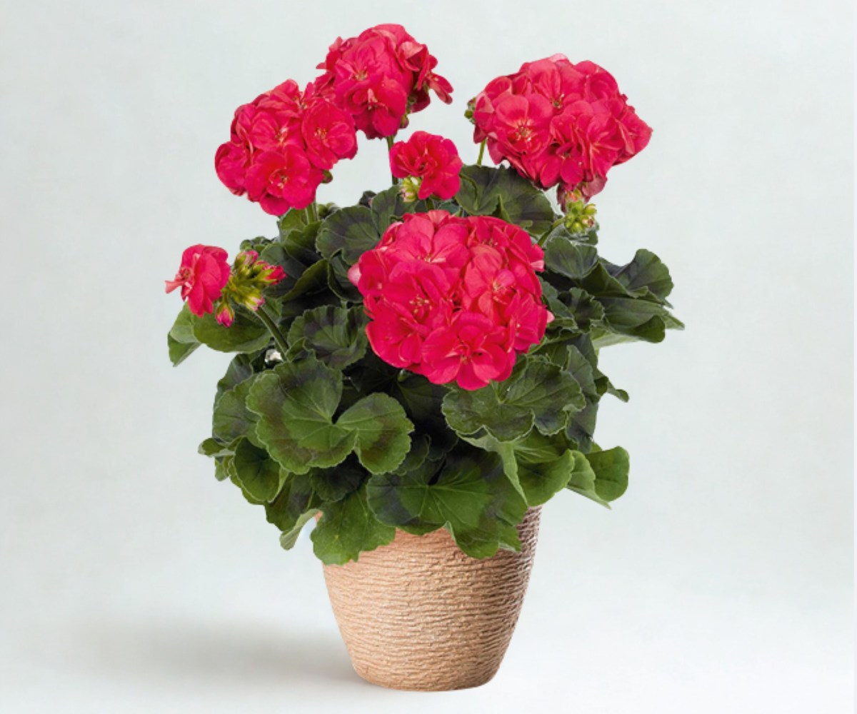 Pelargonium zonale Quality line- Ludo