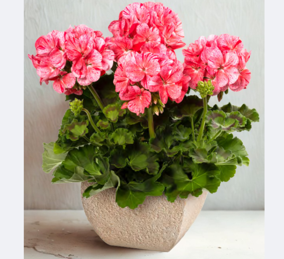 Pelargonium zonale Mosaic Red