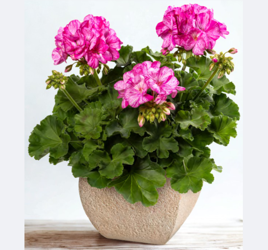 Pelargonium zonale Mosaic Violet