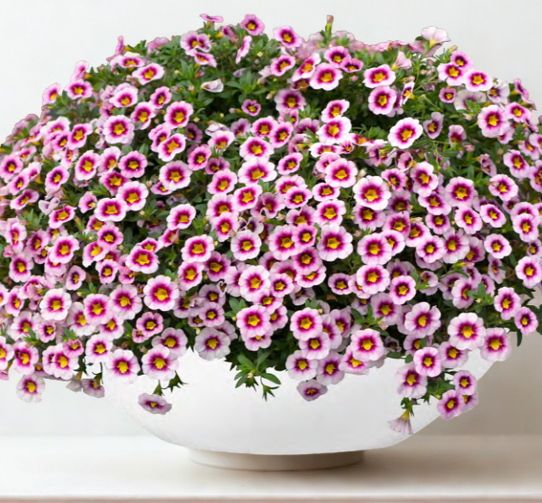 Калибрахое - висяща саксия