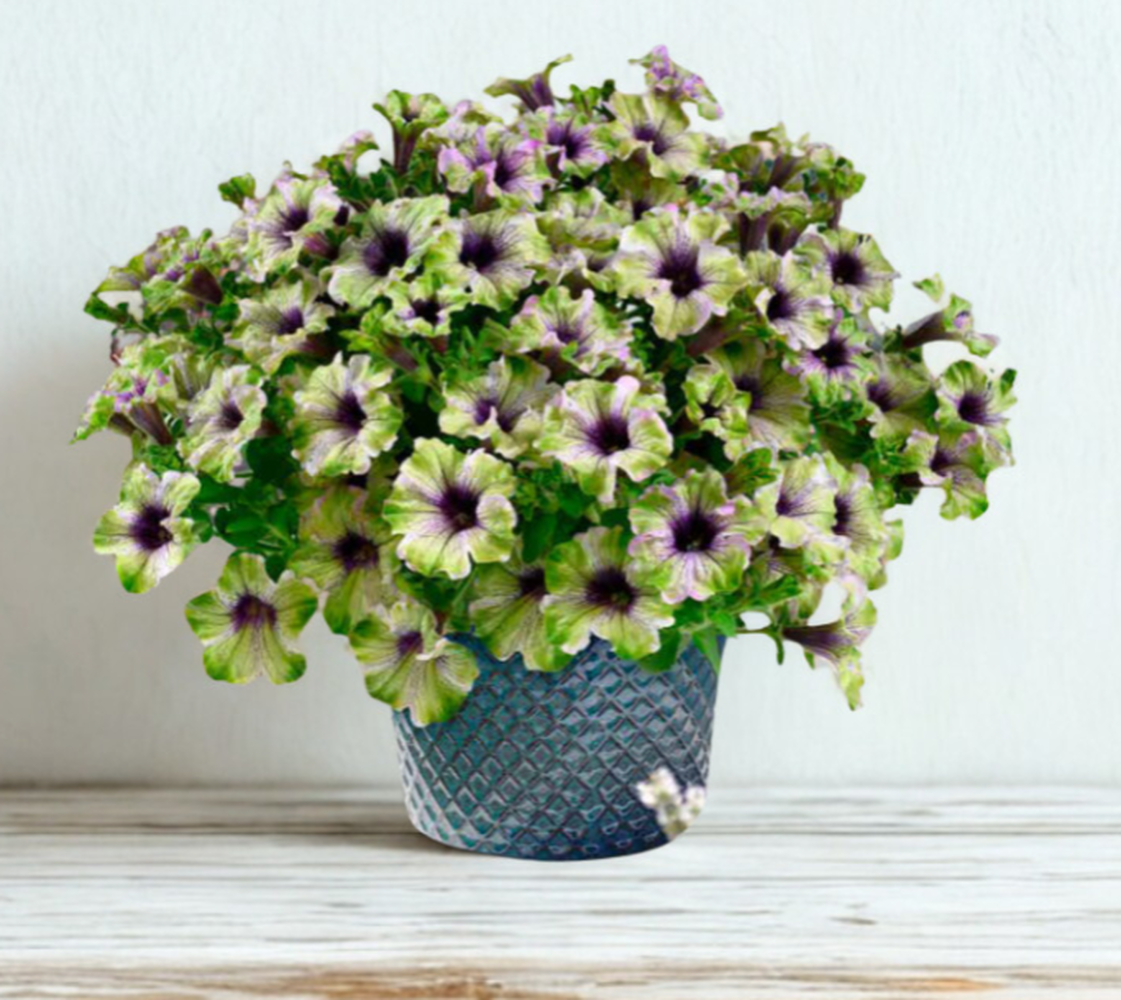 Amazonas - висяща саксия