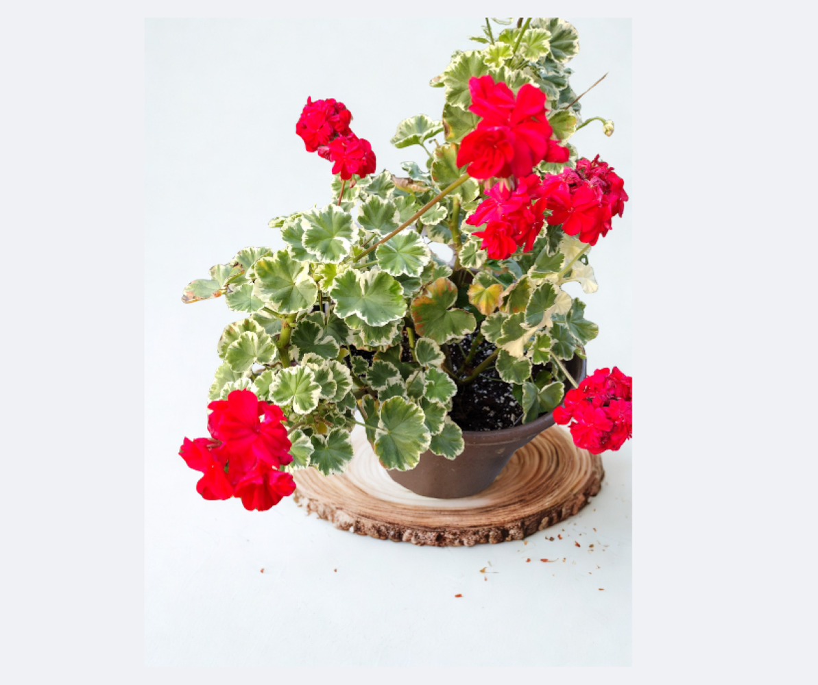 Pelargonium Pelgardini Wilhelm Langguth