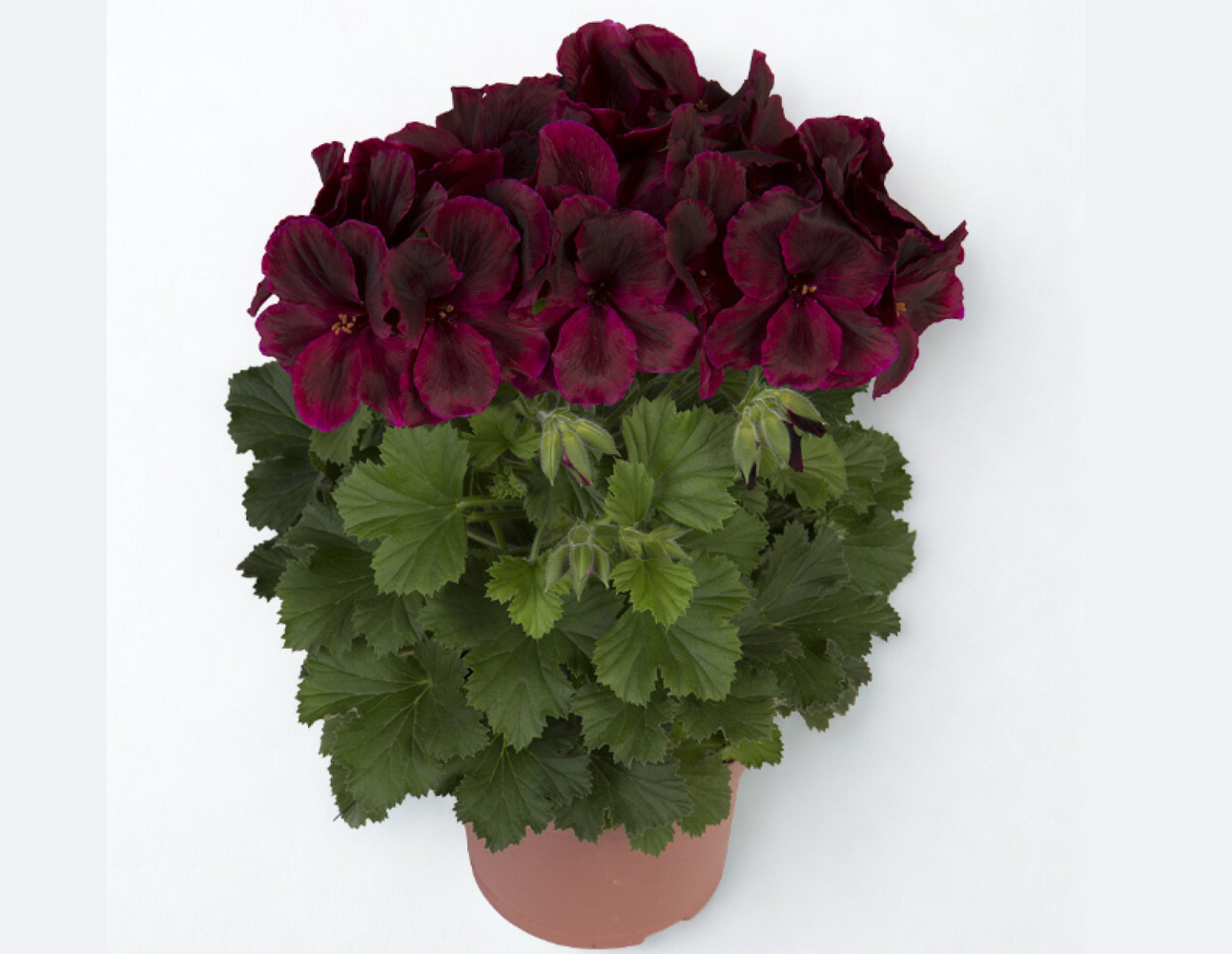 Pelargonium gr. Aristo Black Velvet