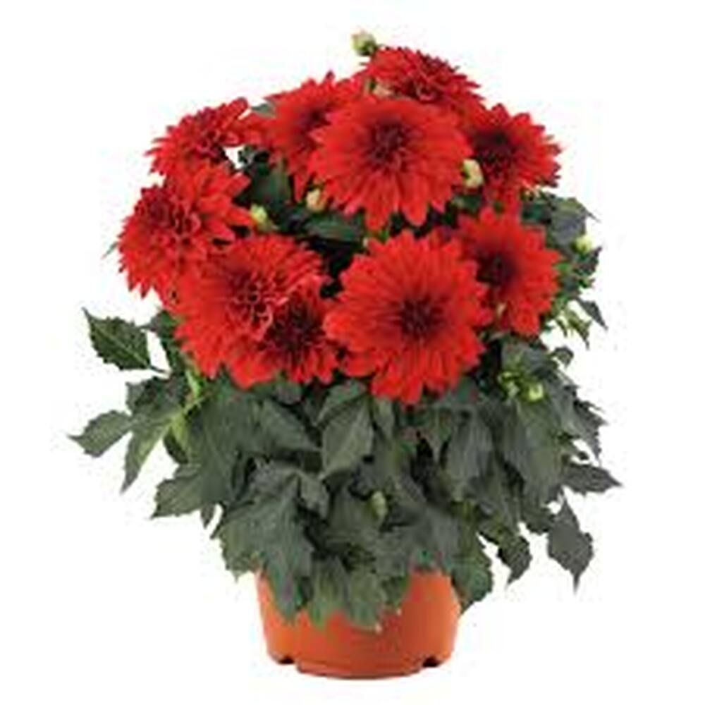 Dahlia Imagin Power Red