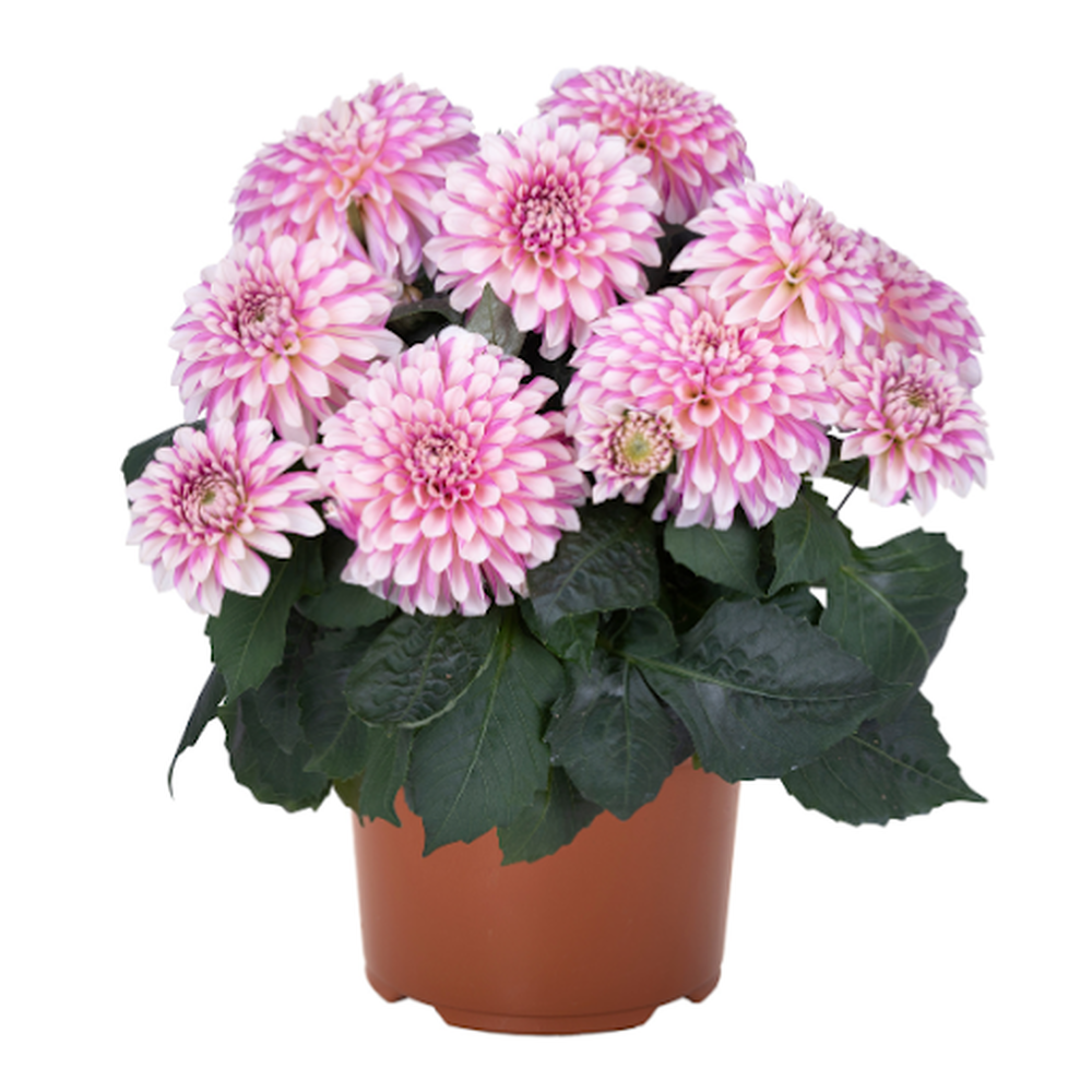 Dahlia Imagin Power Rose