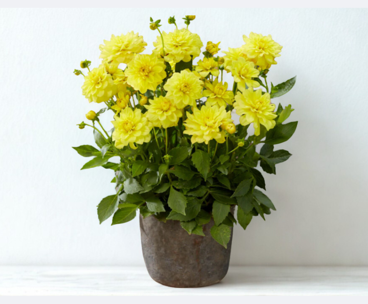 Dahlia Imagin Power Yellow