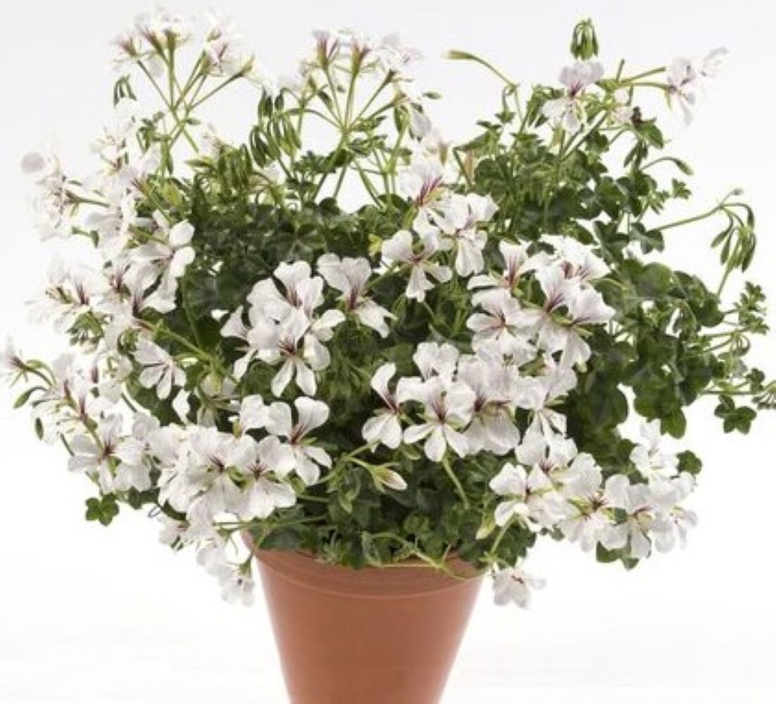 Pelargonium Peltatum Ville de Dresden DUBLE STICK