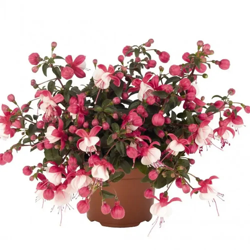 Fuchsia cultivars 'Alwin'