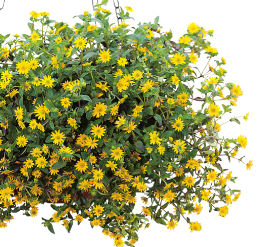 Sanvitalia Solaris Table