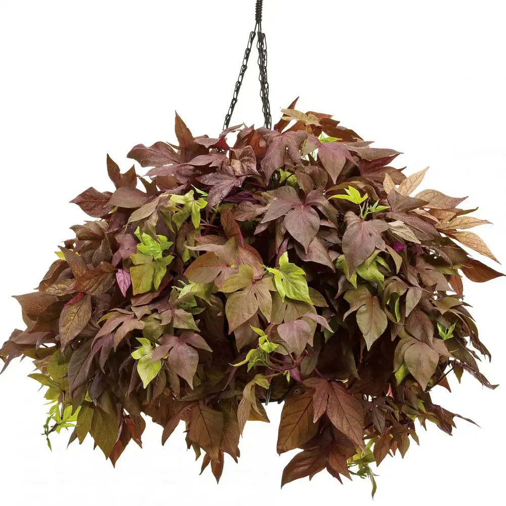 Ipomea Batatas Bronze