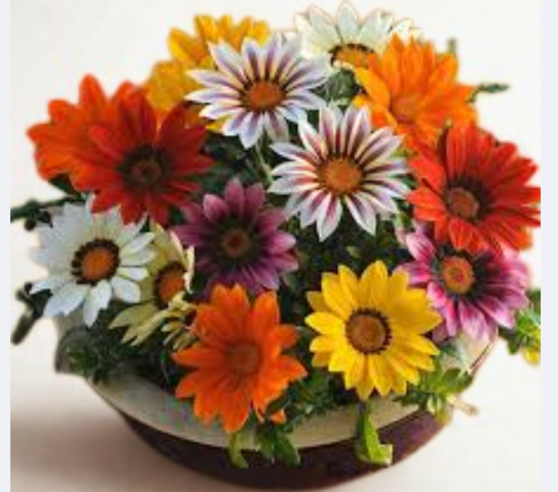 Gazania Kiss Mix Frosty