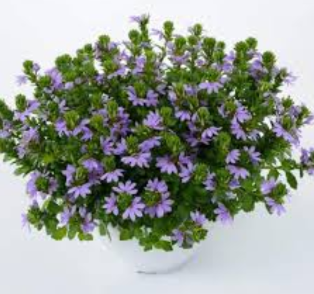 Scaevola Ventia Blue