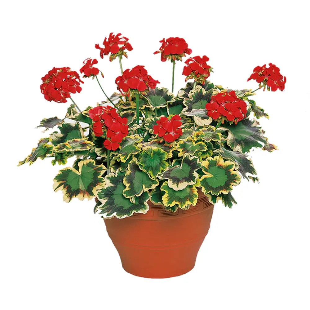 Pelargonium Pelgardini Mrs Pollock