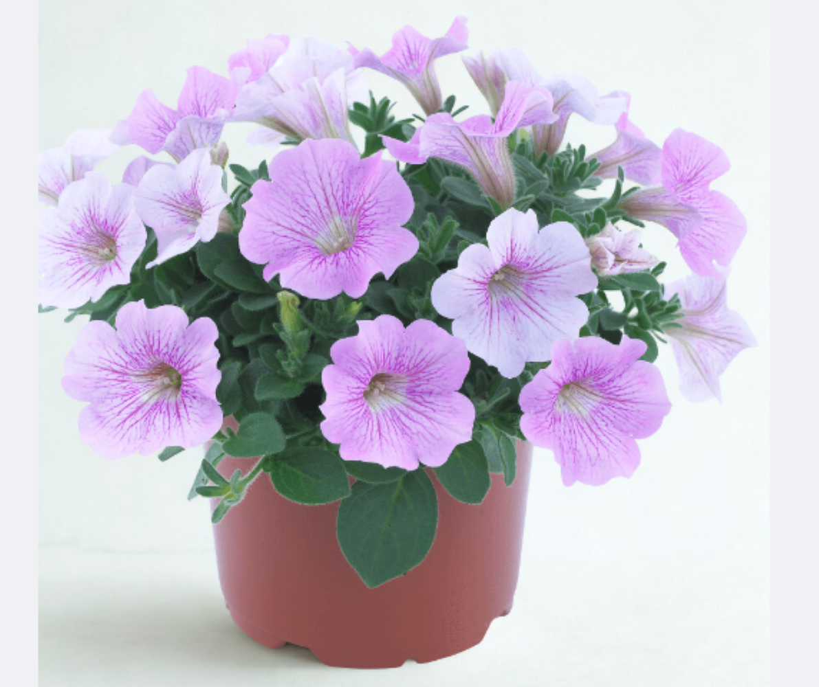 Surfinia Sweet Pink 