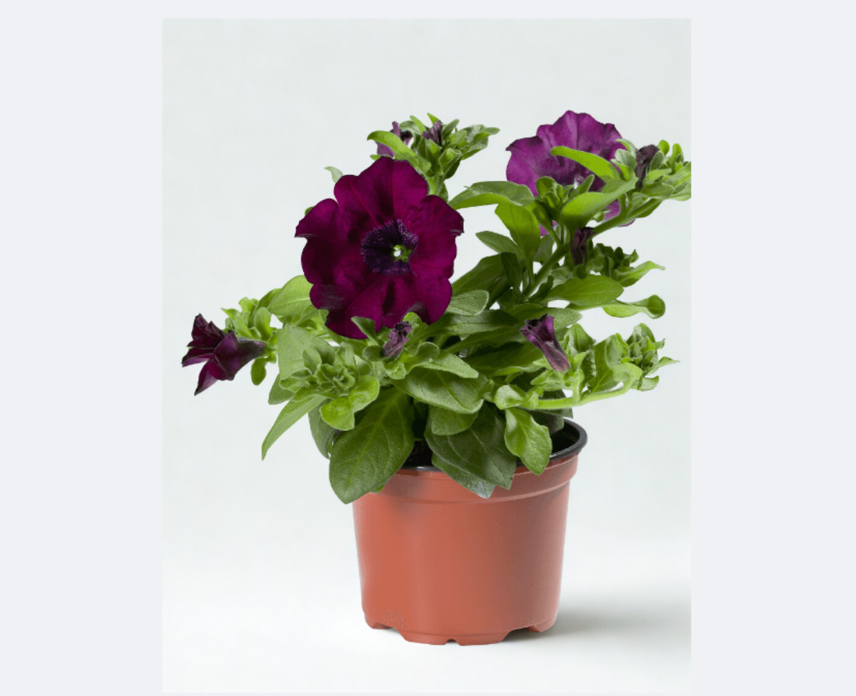 Surfinia Burgundy 