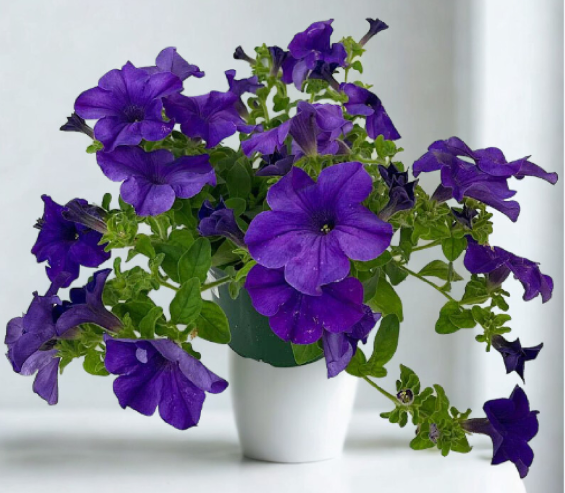Surfinia Giant Blue 