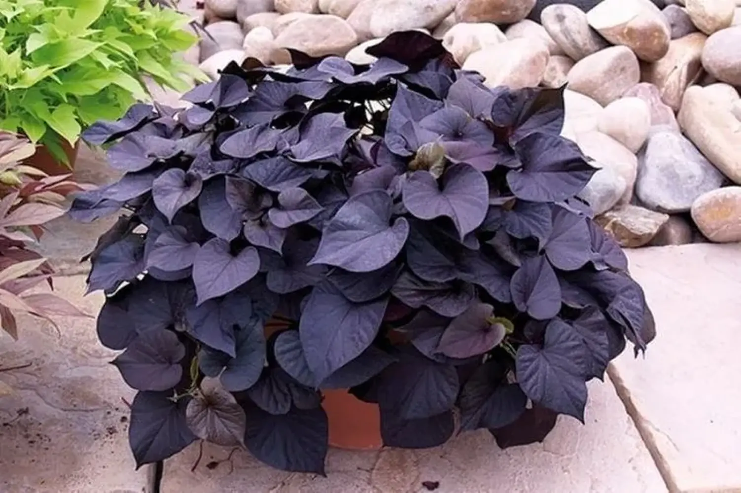 Ipomea Batatas Red