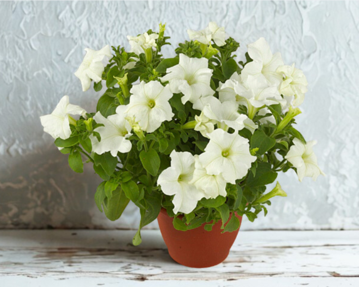 Surfinia White 